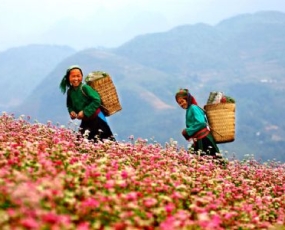 Lễ hội hoa Tam giác mạch lần 2 ở Hà Giang năm 2016