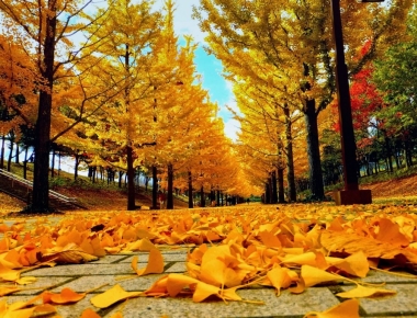 TOUR HÀN QUỐC: Hàn Quốc- Seoul- Jeju- Nami