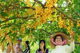 Tour Du Lịch Cái Bè - Cù Lao Tân Phong