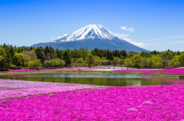 TOKYO – ASAKUSA - PHÚ SĨ  – KAWAKUCHI – HAKONE – ODAIBA