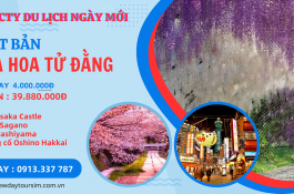  NHẬT BẢN MÙA HOA TỬ ĐẰNG LỄ 30/4